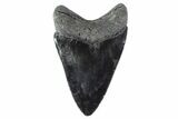 Serrated, Fossil Megalodon Tooth - South Carolina #153850-2